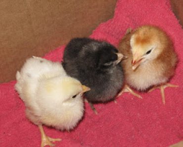 baby-chicks